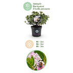 Rhododendron 'Bloombux Light Pink' (rhododendron) – 2 plantes, Ø23 cm, 45–55 cm de haut
