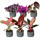6× Baby Plants Paradise Mix incl. Linnea Misty Blue – Ø6 cm, 10–15 cm tall