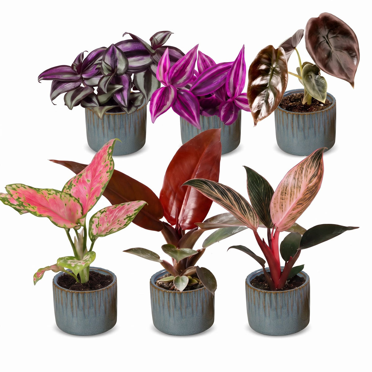 6× Baby-Pflanzen Paradise Mix inkl. Linnea Misty Blue – Ø6 cm, 10–15 cm hoch – Bild 2