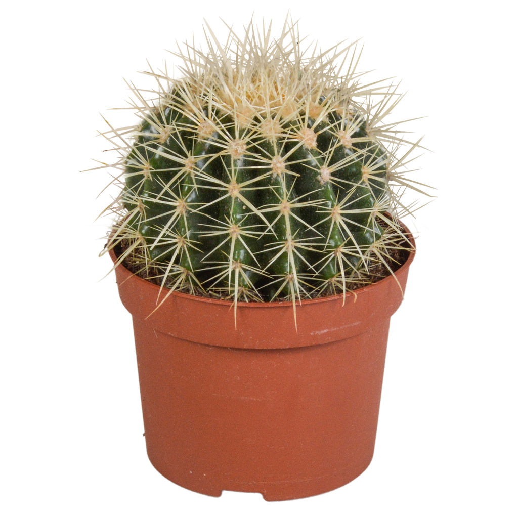 Echinocactus grusonii (Cactaceae) – Ø12 cm, 23 cm hoog