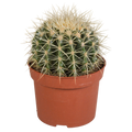 Echinocactus grusonii (Cactaceae) – Ø12 cm, 23 cm hoog