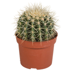 Echinocactus grusonii (Cactaceae) – Ø12 cm, 23 cm hoog