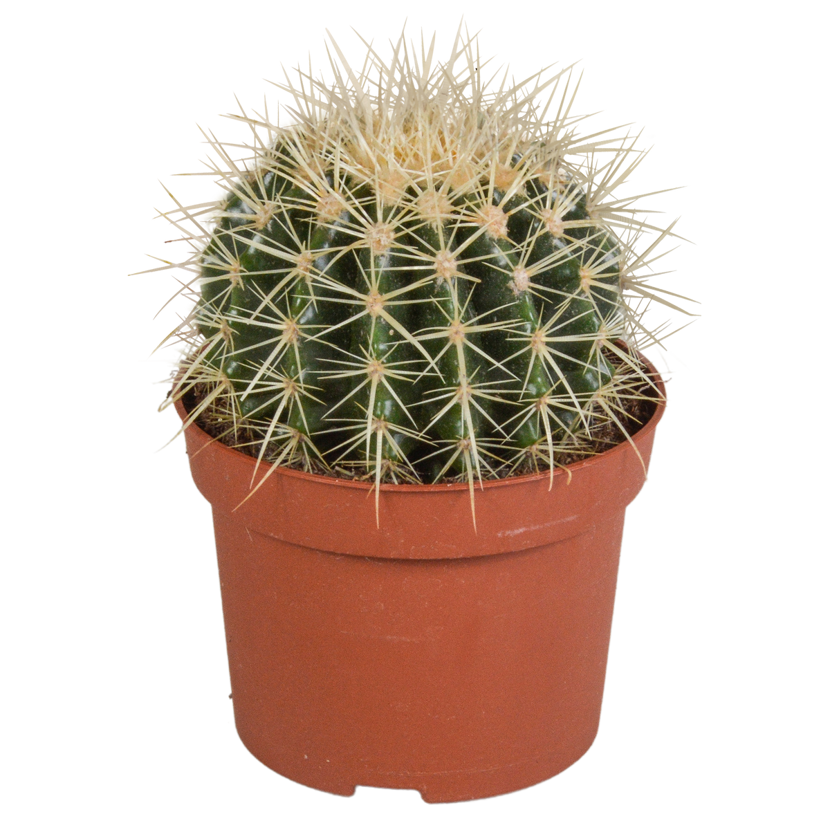 Echinocactus grusonii (Cactaceae) – Ø12 cm, 23 cm hoog