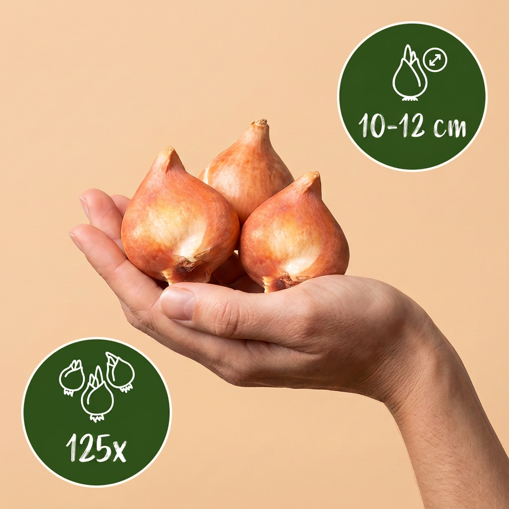 Lot de bulbes floraux mélange hollandais – 125 bulbes (calibre 10/12)