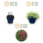 Thymus praecox 'Red Carpet' (thym rampant) – rose-rouge – 6 plants, Ø11 cm, 15–25 cm de haut