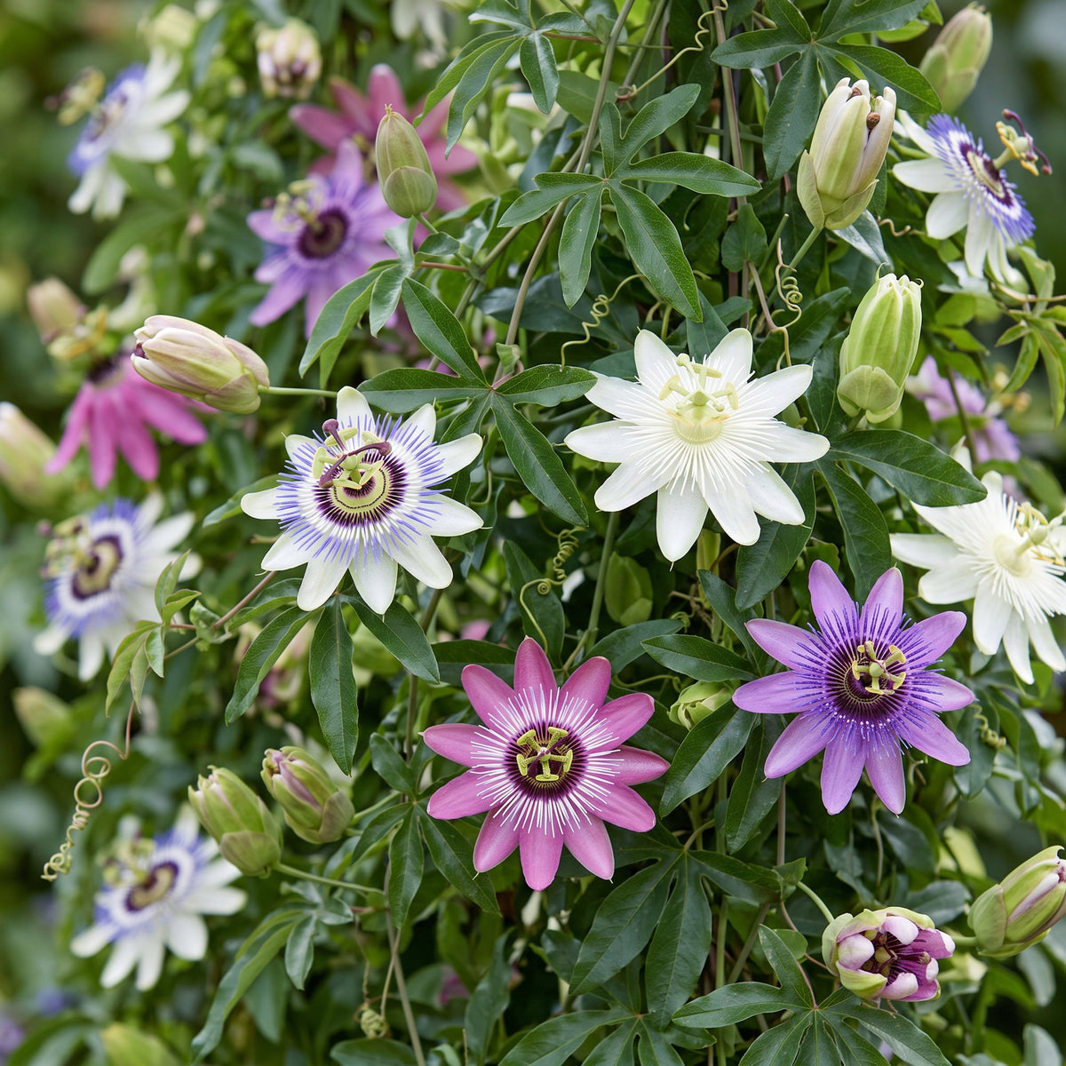 Passiflora 'Regenboog' (passiflore) – blanc-violet-rose – 12 plantes, Ø9 cm, 35 cm de haut – photo 5