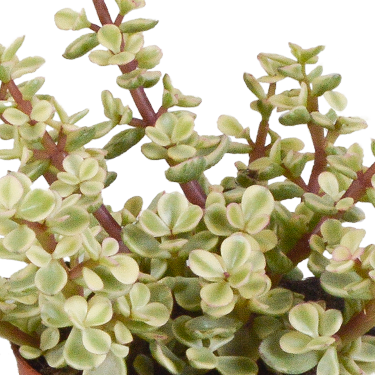 Crassula-Mix (Jade-Pflanze) im weißen Topf – Ø 10 cm, 18 cm hoch
