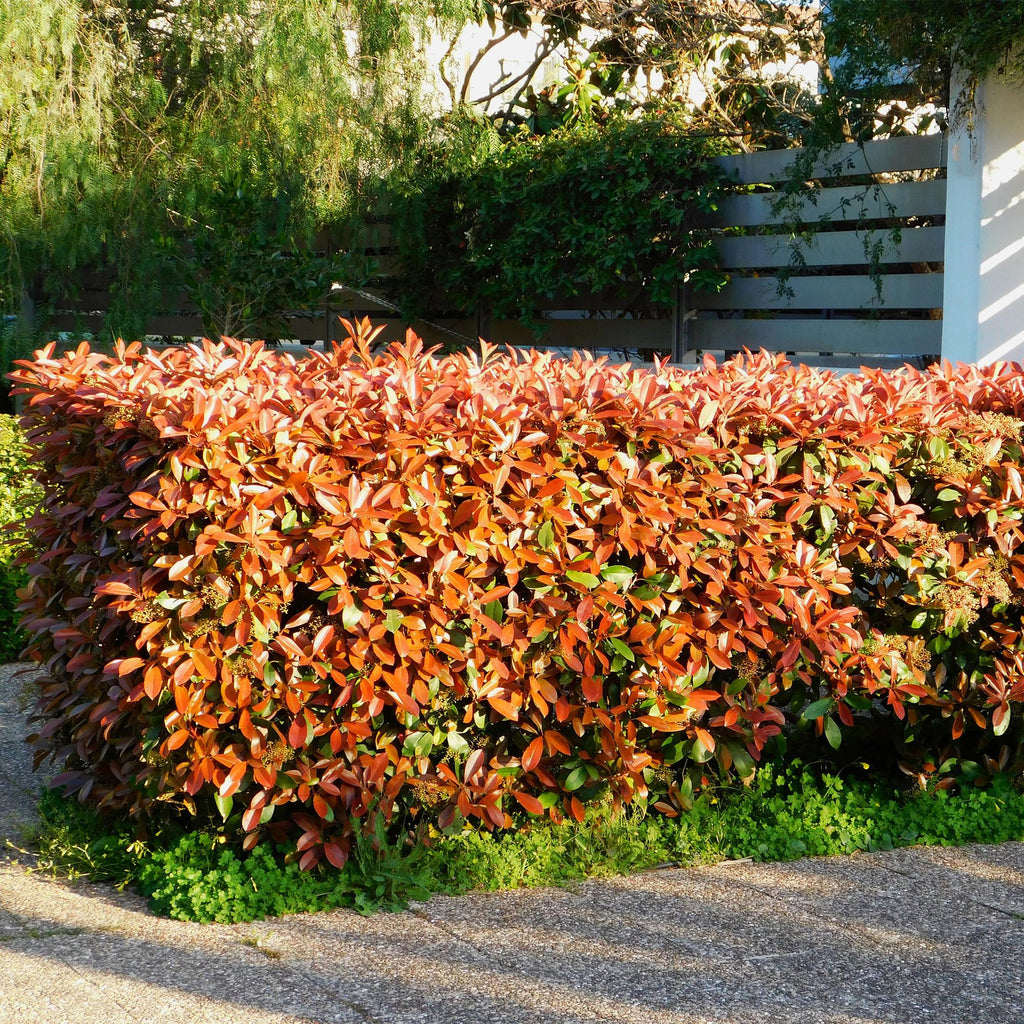 Photinia fraseri 'Red Robin' (grøn rød) – 6 planter, Ø17 cm, 50 cm høje – billede 4