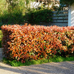 Photinia fraseri 'Red Robin' (grøn rød) – 6 planter, Ø17 cm, 50 cm høje