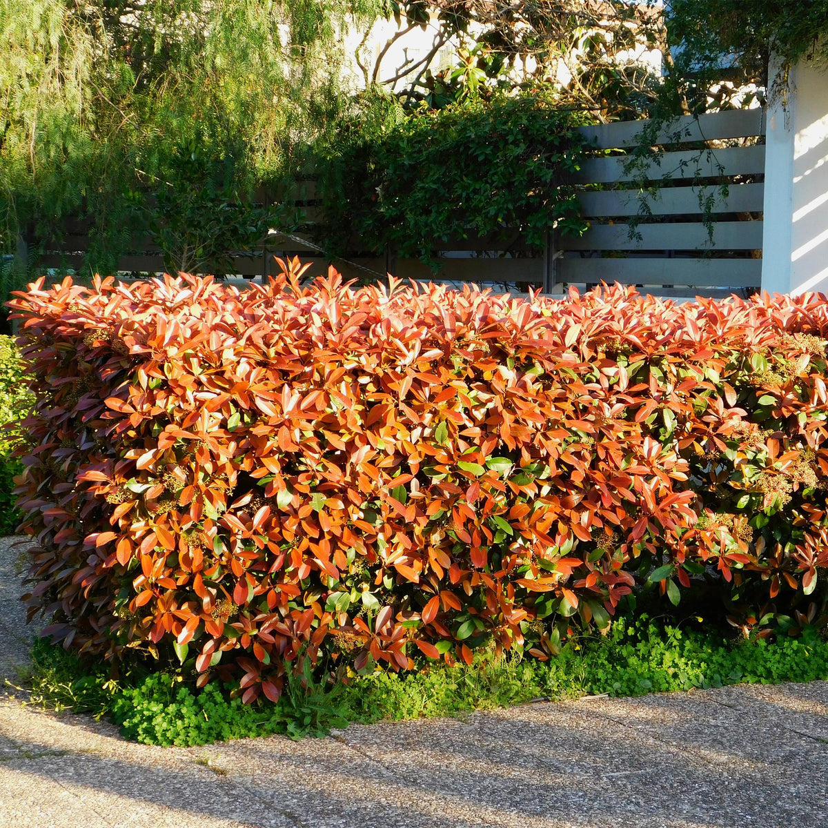 Photinia fraseri 'Red Robin' (grøn rød) – 6 planter, Ø17 cm, 50 cm høje – billede 4