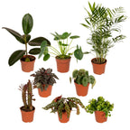 8× Plantemiks – Ø12 cm, 30 cm høj