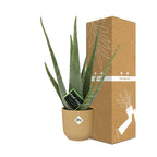 Aloe Vera 12cm in ELHO Vibes Fold 14cm gelb – 40 cm hoch