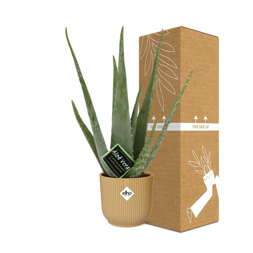 Aloe Vera 12cm in ELHO Vibes Fold 14cm gelb – 40 cm hoch