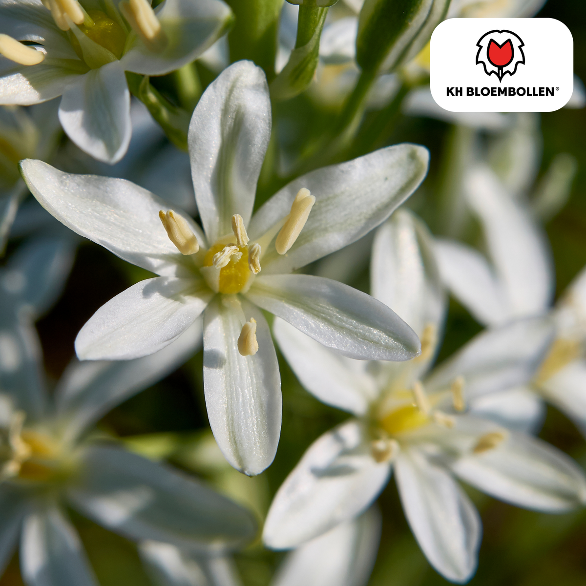 Alpenveilchen – 30 Blumenzwiebeln