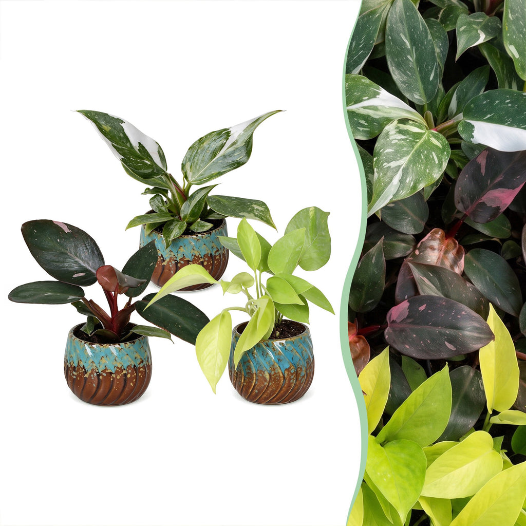 3× Baby Philodendron Tricolour incl. Copper Reef – Ø6 cm, 10–15 cm høj