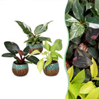 3× Baby Philodendron Tricolour incl. Copper Reef – Ø6 cm, 10–15 cm høj