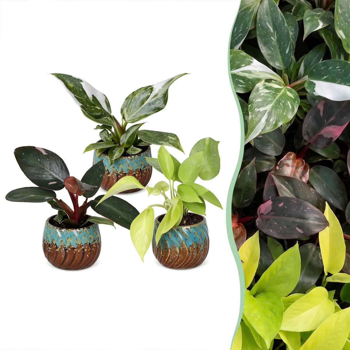 3× Baby Philodendron Tricolour incl. Copper Reef – Ø6 cm, 10–15 cm høj