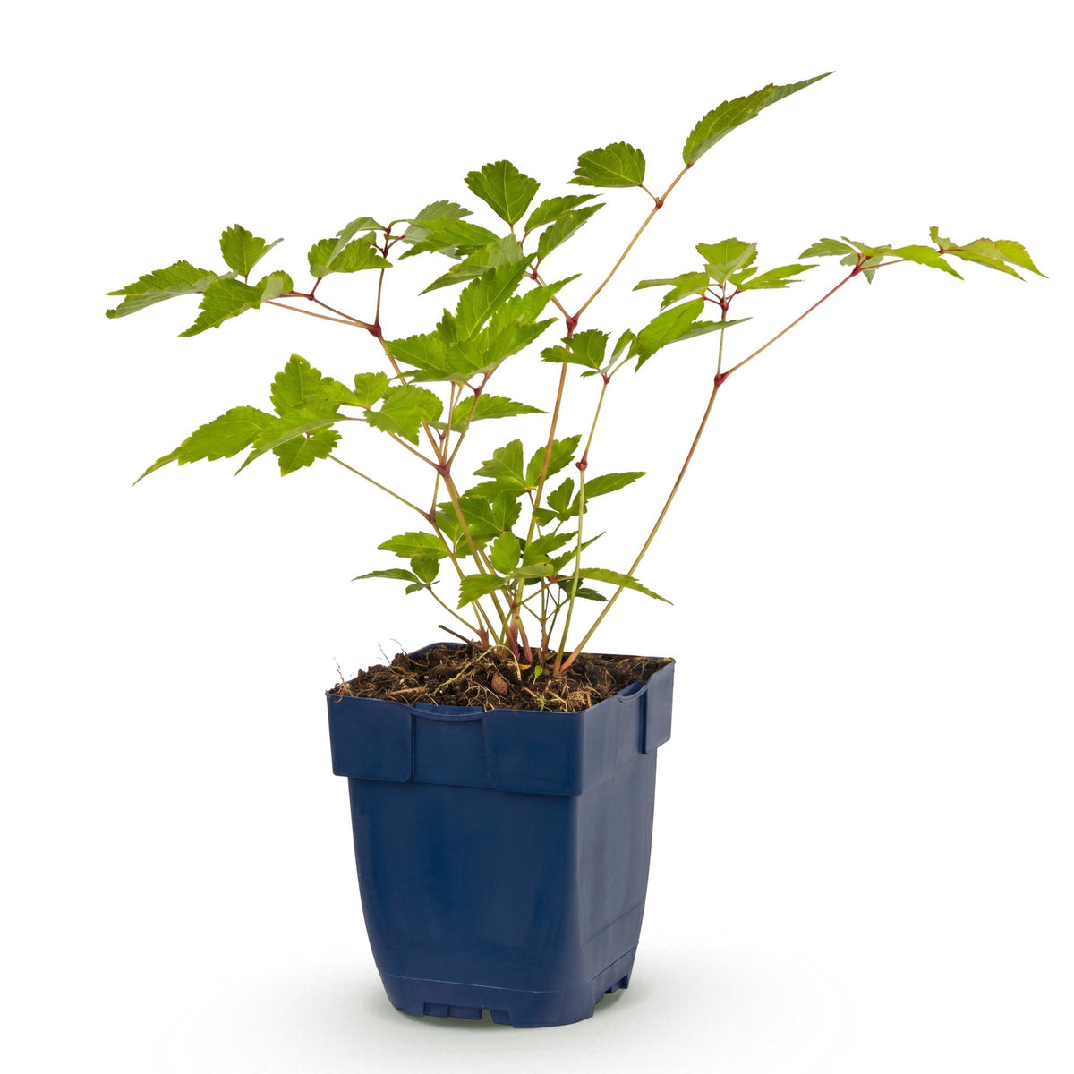 Astilbe 'Europa' (Fliederblumen-Astilbe) – rosa – Ø11 cm, 15–25 cm hoch