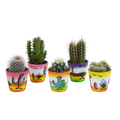 Kaktusmix (Cactaceae) – Ø6 cm, 13 cm høj