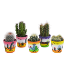 Kaktusmix (Cactaceae) – Ø6 cm, 13 cm høj