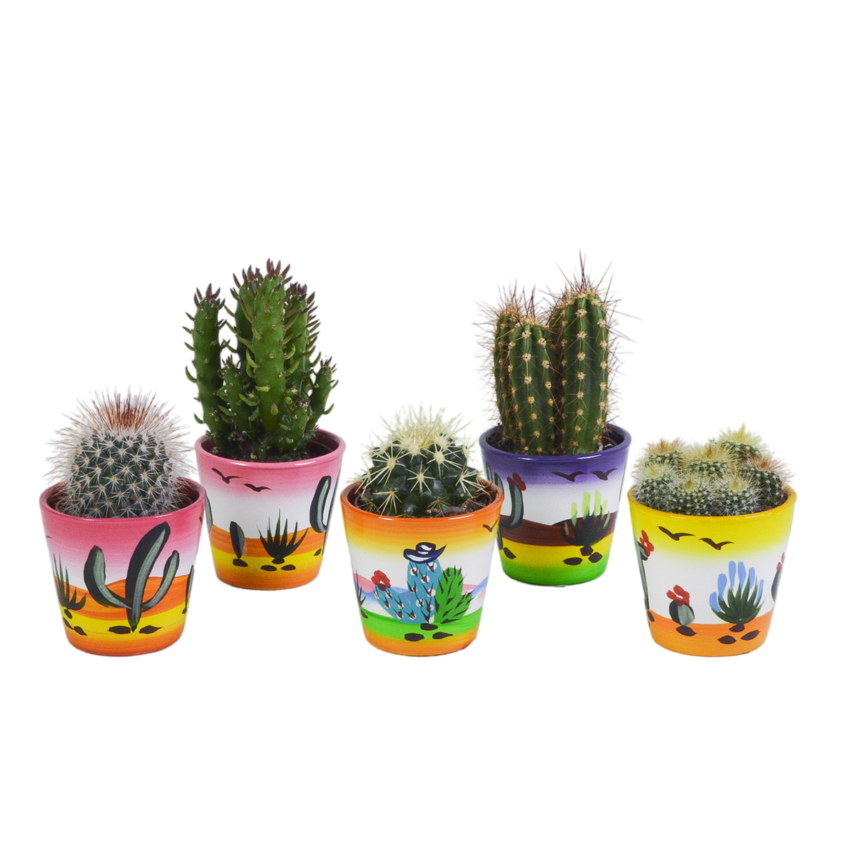 Kaktusmix (Cactaceae) – Ø6 cm, 13 cm høj