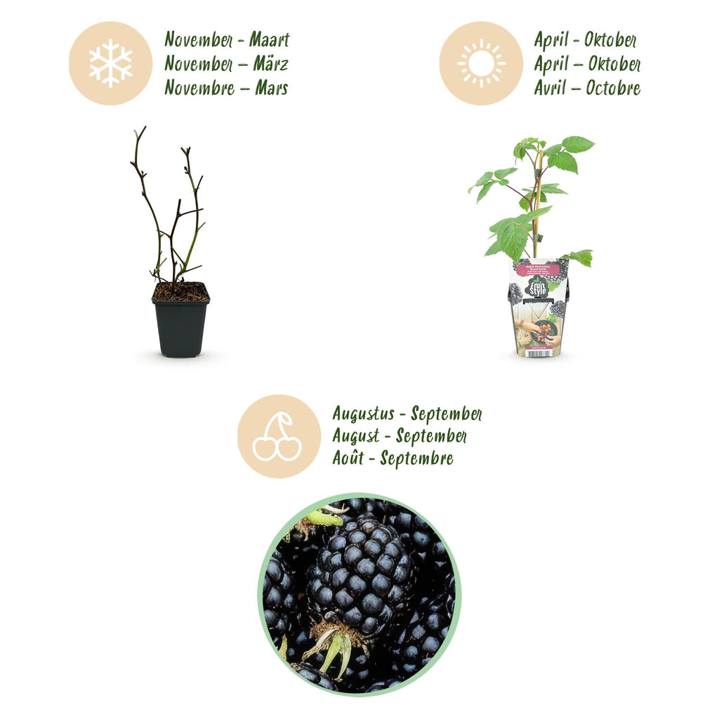 Rubus 'Black Satin' (Brombeere) – 3 Pflanzen, Ø9 cm, 35 cm hoch – Bild 9