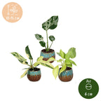 3× Baby Plants Tropical Mix incl. Copper Reef – Ø6 cm, 10–15 cm tall