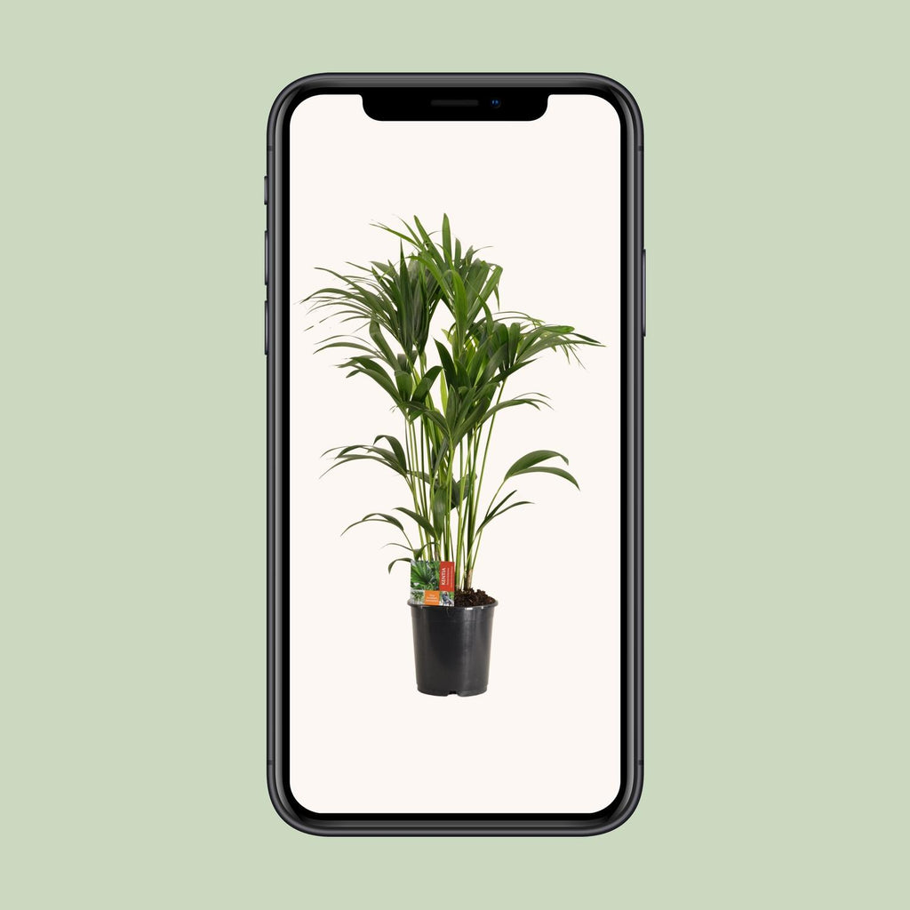 Howea forsteriana (kentia-palme) – Ø24 cm, 120 cm høj