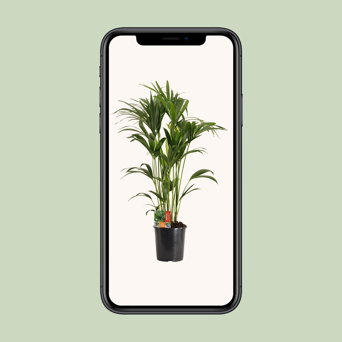 Howea forsteriana (Kentia-Palme) – Ø 24 cm, 120 cm hoch