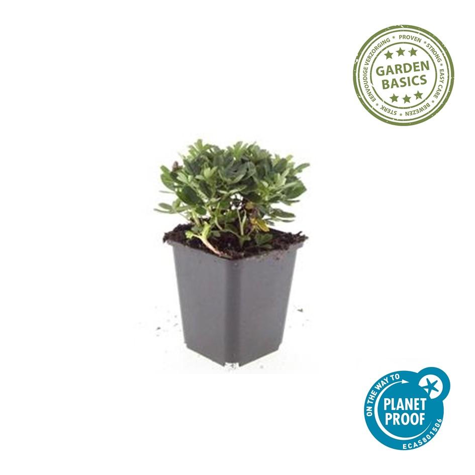 Potentilla tridentata 'Nuuk' (shrubby cinquefoil) – 12 plants, Ø9 cm, 10–25 cm high – photo 3