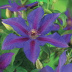 Clematis 'Mrs. N. Thompson' (clematis) – pink – 2 plants, Ø11 cm, 40 cm high