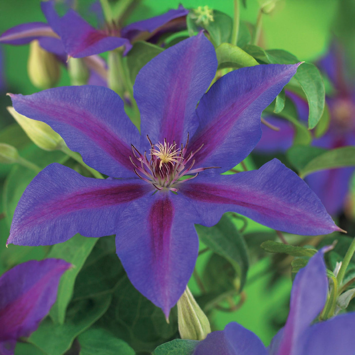 Clematis 'Mrs. N. Thompson' (bosrank) – roze – 2 planten, Ø11 cm, 40 cm hoog