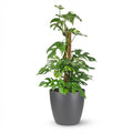Monstera Minima (mini monstera) in grey Potter decorative pot – Ø19 cm, 90 cm high