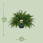 Nephrolepis Green Lady (sværdbregne) – Ø20 cm, 60 cm høj
