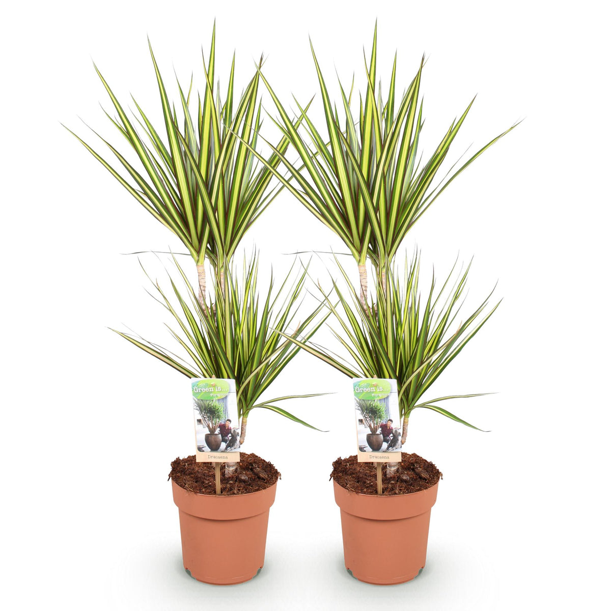 2× Dracaena Sunray (dragon tree) – Ø17 cm, 70–75 cm high – photo 2