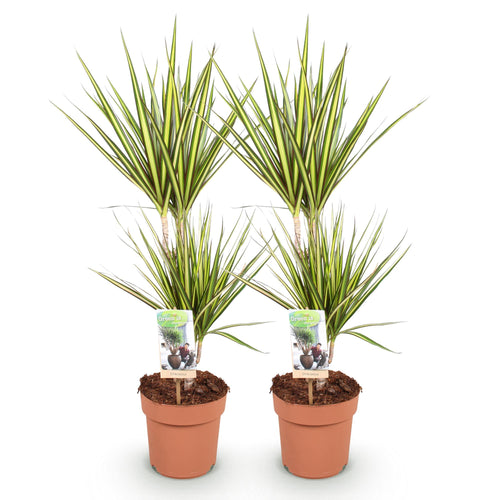 2× Dracaena Sunray (Drachenbaum) – Ø 17 cm, 70–75 cm hoch