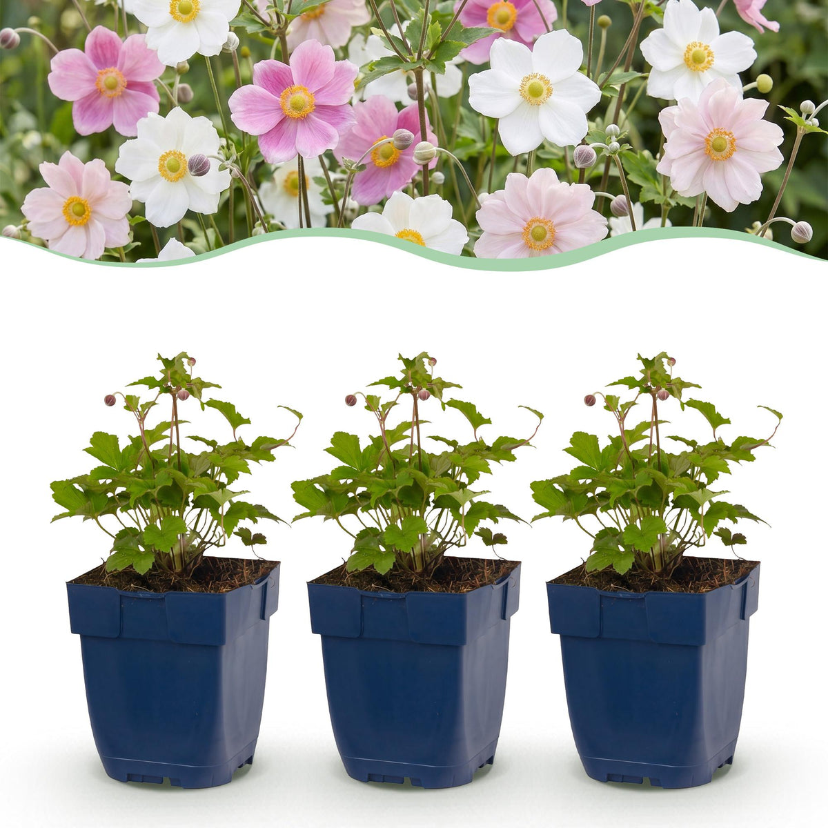 Anémone « Tricolour » (anémone d’automne) – rose foncé et blanc – 12 plants, Ø 11 cm, 15 à 25 cm de haut