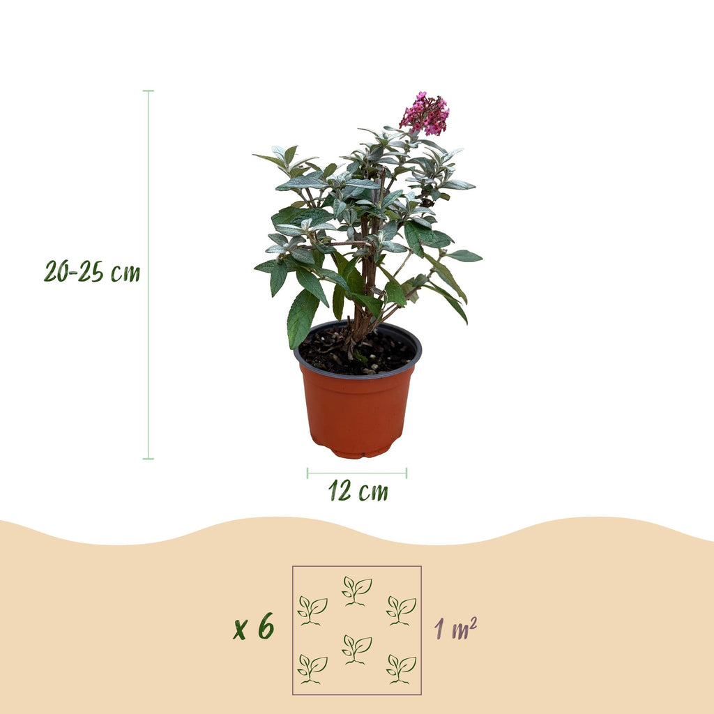 Buddleja davidii 'Butterfly Candy Little Ruby' (vlinderstruik) – rood – 3 planten, Ø12 cm, 20–25 cm hoog