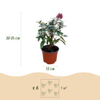 Buddleja davidii 'Butterfly Candy Little Ruby' (vlinderstruik) – rood – 3 planten, Ø12 cm, 20–25 cm hoog