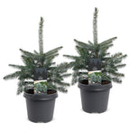 2× Picea pungens Glauca (mini Christmas tree) – Ø23 cm, 60 cm high