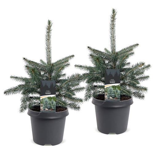 2× Picea pungens Glauca (petit sapin de Noël) – Ø23 cm, 60 cm de haut