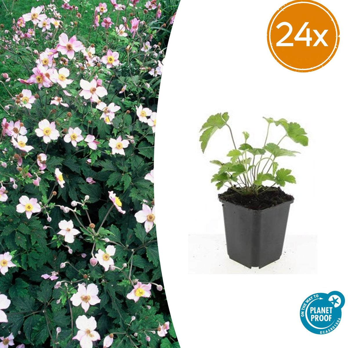 Anemone tom. 'Robustissima' (Herbstanemone) – 24 Pflanzen, Ø 9 cm, 10–25 cm hoch
