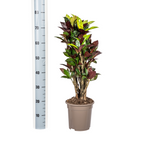 Codiaeum 'Croton' Iceton – Ø21 cm, 60–80 cm hoog