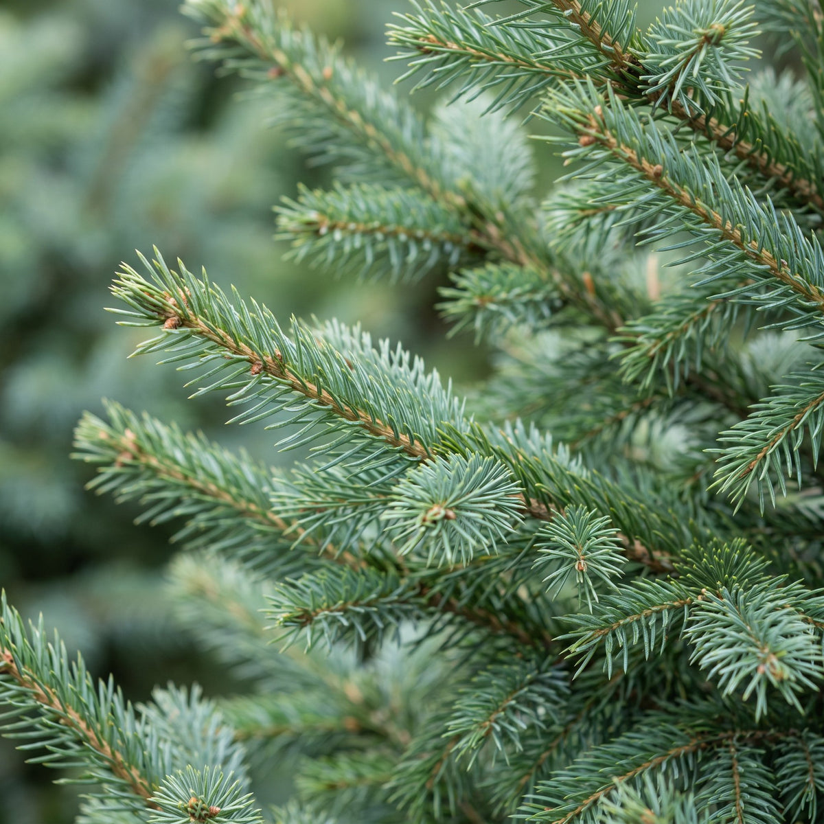 2× Picea omorika (kerstboompje) – Ø23 cm, 70 cm hoog