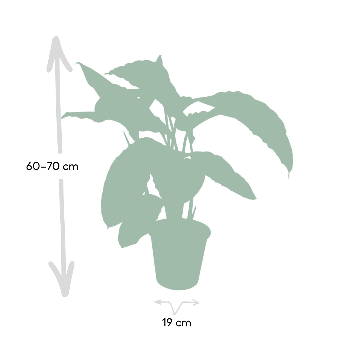 Calathea warscewiczii – Ø 19 cm, 70 cm de haut