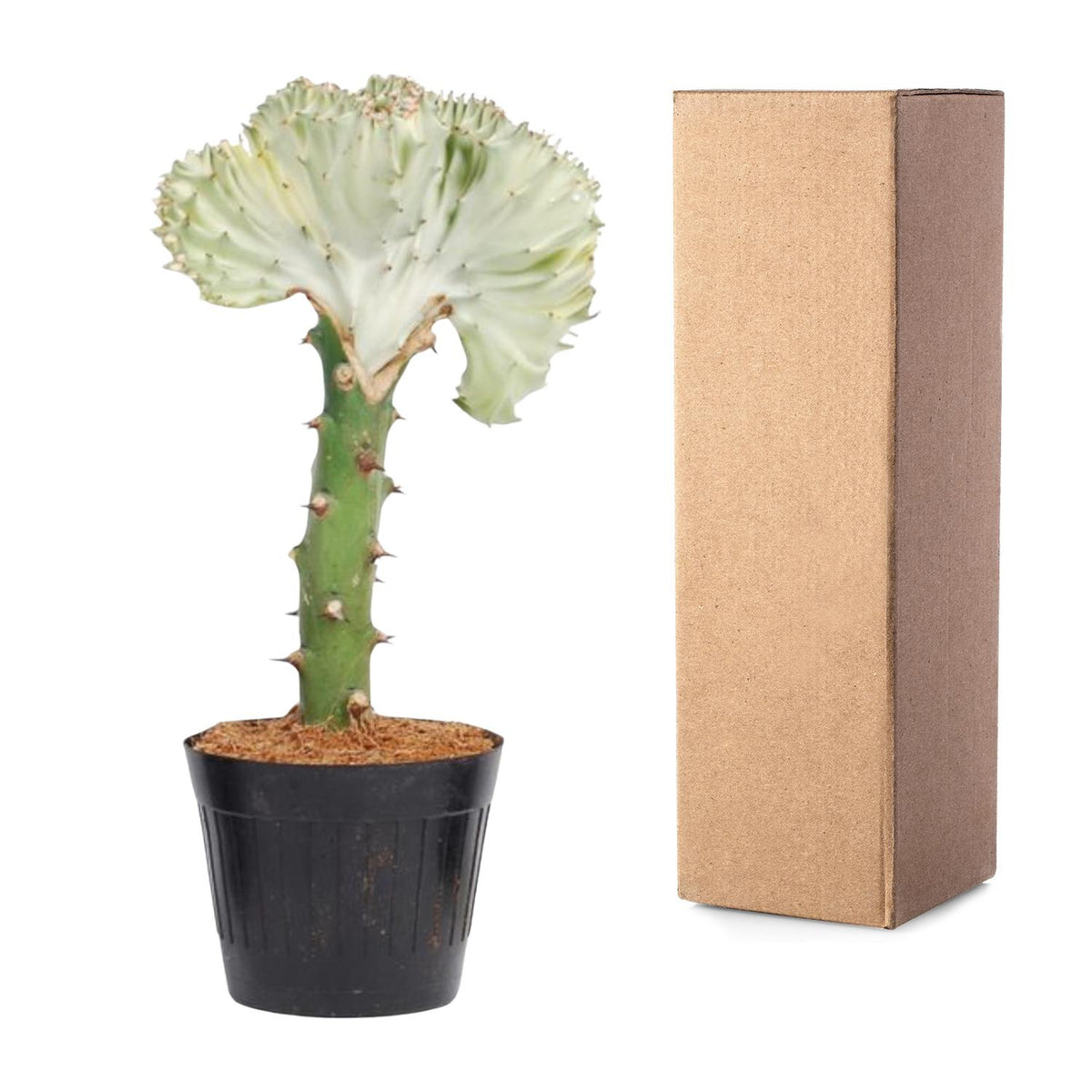 Euphorbe lactea Cristata blanc - 30 cm - ø10,5
