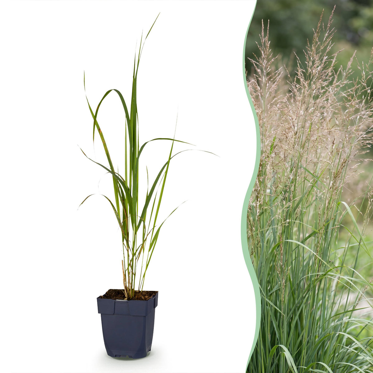 Molinia arund. 'Karl Foerster' (molinia) – 6 plantes, Ø11 cm, 15–25 cm de haut