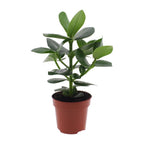 Clusia Rosea Princess – Ø12 cm, 15 cm høj
