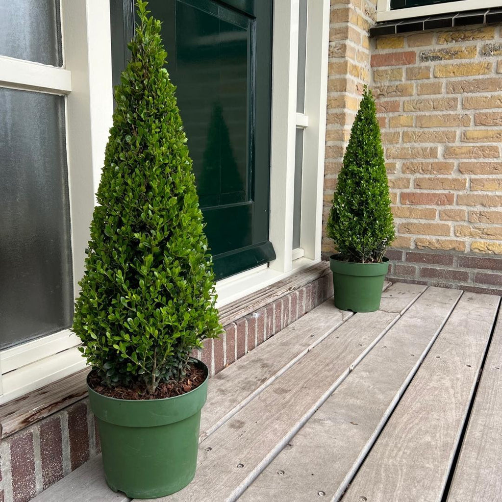 Ilex-Pyramide (Stechpalme) – Ø 21 cm, 55 cm hoch