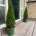 Ilex-Pyramide (Stechpalme) – Ø 21 cm, 55 cm hoch
